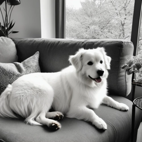 berger blanc suisse,great pyrenees,kuvasz,japanese spitz,german spitz klein,american eskimo dog,samoyed,maremma sheepdog,icelandic sheepdog,rough collie,white shepherd,german spitz mittel,livestock guardian dog,white dog,canadian eskimo dog,german spitz,kishu,pyrenean shepherd,indian spitz,blonde dog,Photography,General,Realistic