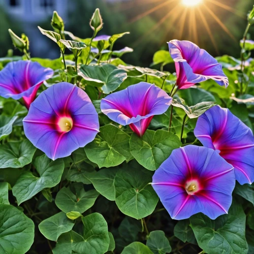 purple morning glory flower,pink morning glory flower,morning glories,garden petunia,petunias,madagascar periwinkle,mexican petunia,farmers market petunias,flower in sunset,pansies,ornamental flowers,pink periwinkles,colorful flowers,shrub mallow,aubretia,solanaceae,impatiens,hibiscus flowers,purple flowers,ornamental plants,Photography,General,Realistic