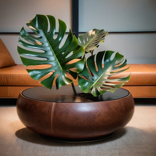 money plant,ficus,houseplant,wooden bowl,dark green plant,plant pot,modern decor,monstera,androsace rattling pot,house plants,sansevieria,wooden flower pot,flower bowl,indoor plant,pot plant,mid century modern,potted plant,two-handled clay pot,contemporary decor,terracotta flower pot,Photography,General,Realistic