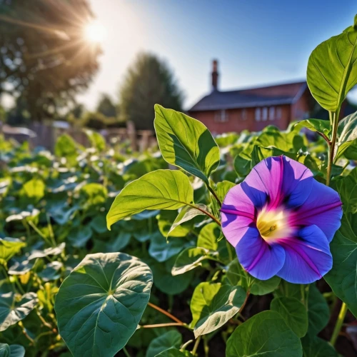 purple morning glory flower,morning glories,pink morning glory flower,hyacinth bean,garden petunia,flower in sunset,hedge bindweed,shrub mallow,petunias,morning glory,bindweed,hollyhock flower,balloon flower,potato blossoms,appomattox court house,tree mallow,solanaceae,rugosa rose,the garden society of gothenburg,hollyhock,Photography,General,Realistic