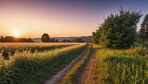 rural landscape,field of cereals,meadow landscape,cultivated field,farm landscape,country road,countryside,barley field,wheat crops,meadow rues,pathway,landscape background,grain field panorama,landscape photography,background view nature,corn field,aaa,wheat field,home landscape,nature landscape,Photography,General,Realistic