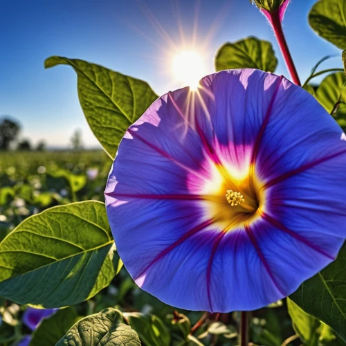 purple morning glory flower,pink morning glory flower,morning glories,flower in sunset,balloon flower,petunias,morning glory,dayflower,flower background,garden petunia,solanaceae,bindweed,hedge bindweed,tree mallow,crown chakra flower,purple flower,beautiful flower,madagascar periwinkle,flowers png,shrub mallow,Photography,General,Realistic