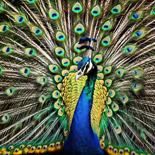 male peacock,peacock,peacock feathers,blue peacock,fairy peacock,peafowl,peacock eye,color feathers,peacocks carnation,peacock feather,parrot feathers,colorful birds,plumage,an ornamental bird,perico,beak feathers,ornamental bird,peacock butterflies,prince of wales feathers,feathers bird,Photography,General,Realistic