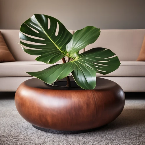 wooden flower pot,ficus,wooden bowl,houseplant,money plant,plant pot,areca nut,terracotta flower pot,mid century modern,monstera,flower bowl,modern decor,potted plant,danish furniture,patterned wood decoration,ikebana,flowerpot,house plants,flower pot,southern magnolia,Photography,General,Realistic