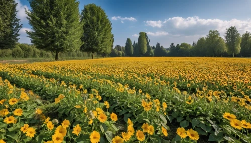 field of rapeseeds,flowers field,sunflower field,flower field,field of flowers,daffodil field,mustard plant,meadow landscape,field of cereals,blooming field,rapeseed,blanket of flowers,rapeseeds,vegetable field,tulips field,cultivated field,rapeseed flowers,flower meadow,yellow tulips,vegetables landscape,Photography,General,Realistic