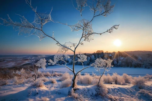 hoarfrost,snow tree,winter tree,snowy tree,winter landscape,winter magic,the first frost,bare tree,birch tree,winter morning,finnish lapland,isolated tree,morning frost,lone tree,winter light,frost,snow landscape,ice landscape,lapland,ore mountains