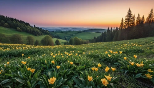 daffodil field,lilies of the valley,wild tulips,carpathians,tulips field,daffodils,alpine meadow,mountain meadow,tulip field,yellow avalanche lily,avalanche lily,flower field,tulpenbüten,lilly of the valley,the valley of flowers,field of flowers,alpine meadows,spring nature,yellow tulips,northern black forest,Photography,General,Realistic