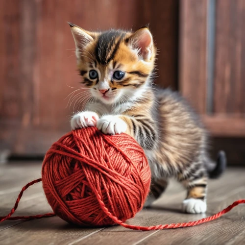 to knit,yarn,knitting,sock yarn,knitting wool,cat toy,cute cat,ginger kitten,crochet,knitting clothing,knit,kitten,red tabby,pompom,tabby kitten,doll cat,cat-ketch,calico cat,hanging cat,jute rope,Photography,General,Realistic