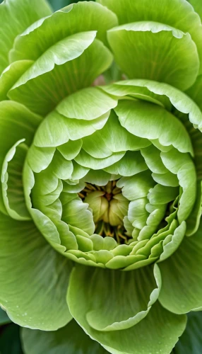 cabbage leaves,pak-choi,chinese cabbage,savoy cabbage,artichoke,celtuce,aeonium tabuliforme,dahlias bud,brassica,cabbage,brassica oleracea var,white cabbage,wild cabbage,ranunculus,chinese cabbage young,etlingera corneri,celery plant,brassica rapa,romanescu,romanesco,Photography,General,Realistic