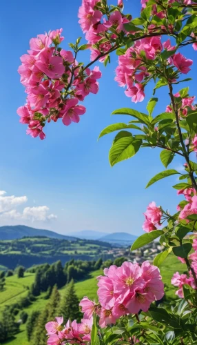 spring background,background view nature,springtime background,flower background,spring nature,azaleas,landscape background,splendor of flowers,pink azaleas,flowering shrubs,pink flowers,mountain laurel,flowering trees,spring blossom,lilies of the valley,rhododendron,blooming field,rhododendrons,colors of spring,blooming trees,Photography,General,Realistic