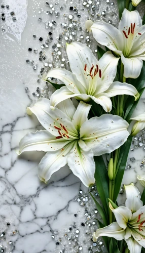 easter lilies,white floral background,madonna lily,ornithogalum,white lily,white tulips,lilies,ornithogalum umbellatum,lillies,white petals,floral digital background,avalanche lily,stargazer lily,lilies of the valley,flowers png,lily water,lilium candidum,white flowers,tulip white,tuberose,Photography,General,Realistic