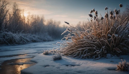 reeds wintry,winter morning,winter landscape,the first frost,winter magic,morning frost,winter light,hoarfrost,winter dream,reed grass,frozen morning dew,cattails,silver grass,phragmites,ice landscape,snow landscape,winter background,frost,early winter,snowy landscape,Photography,General,Fantasy