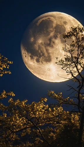 moonlit night,moon photography,moonlit,moonrise,hanging moon,moon at night,full moon,super moon,blue moon,moonshine,big moon,the moon,moon night,moon in the clouds,lunar landscape,moon,celestial body,full moon day,jupiter moon,moon phase,Photography,General,Realistic