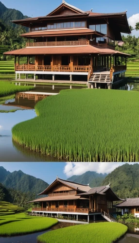 rice cultivation,rice paddies,ricefield,yamada's rice fields,the rice field,rice fields,rice field,rice terrace,eco hotel,asian architecture,paddy field,ulun danu,stilt house,feng shui golf course,inle lake,grass roof,stilt houses,japanese architecture,house with lake,rice terraces,Photography,General,Realistic