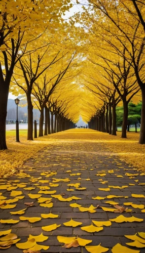 golden trumpet trees,autumn in japan,yellow leaves,gingko,tree-lined avenue,yellow tabebuia,tree lined path,autumn scenery,golden autumn,ginkgo,tree lined lane,yellow garden,yellow leaf,autumn gold,fallen leaves,golden trumpet tree,autumn park,beautiful japan,deciduous trees,autumn leaves,Photography,General,Realistic