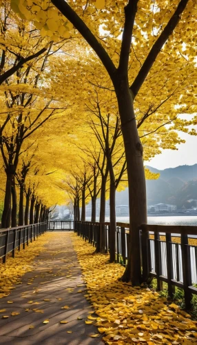 golden trumpet trees,autumn in japan,yellow leaves,golden autumn,yellow tabebuia,golden trumpet tree,yellow leaf,autumn scenery,autumn gold,shimane peninsula,yellow color,beautiful japan,golden october,golden yellow,yellow wall,golden leaf,autumn background,deciduous trees,tabebuia,ginkgo,Photography,General,Realistic