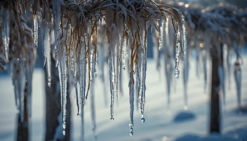 icicles,icicle,hoarfrost,winter forest,ice rain,winter background,frost,ice landscape,ice crystal,frozen ice,snow trees,corona winter,ice crystals,frozen,winter dream,winter landscape,ground frost,winter magic,in winter,in the winter,Photography,General,Cinematic