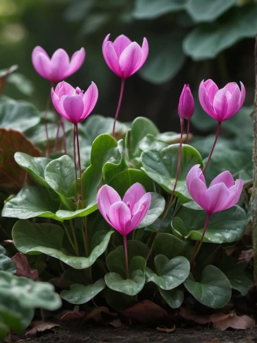 cyclamen,pink tulips,tulip flowers,tulips,two tulips,pink tulip,wild tulips,oxalis,tulipa humilis,turkestan tulip,violet tulip,lotus flowers,tulipa,oxalis triangularis,siam tulip,lotus hearts,lotuses,tulipan violet,tulipa tarda,lotus plants,Photography,General,Natural