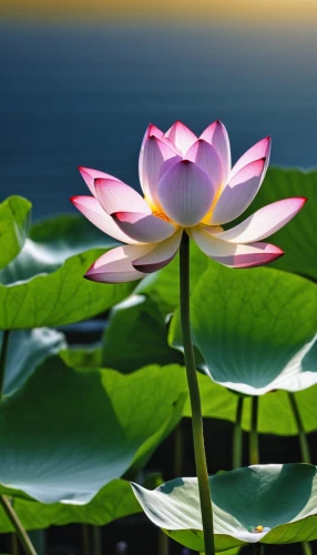 lotus on pond,sacred lotus,lotus flowers,lotus flower,water lotus,lotus blossom,lotus ffflower,lotus plants,lotuses,pink water lily,lotus pond,water lily flower,pink water lilies,stone lotus,waterlily,water lily,flower of water-lily,lotus,lotus hearts,lotus position,Photography,General,Realistic