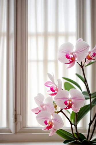 phalaenopsis,moth orchid,orchids,orchid flower,orchid,mixed orchid,christmas orchid,white orchid,phalaenopsis sanderiana,tulip magnolia,phalaenopsis equestris,lilac orchid,flower background,flowers png,tulips magnolia,magnolia flowers,wild orchid,japanese floral background,dendrobium,flowering vines