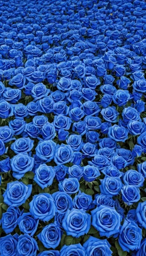 blue rose,blue petals,blue daisies,blue flowers,fabric roses,flower carpet,pinwheels,himilayan blue poppy,jakaranda petals,paper roses,petals,blue flower,blue flax,fabric flowers,blue moon rose,noble roses,water rose,roses pattern,blue rose near rail,flower blanket,Photography,General,Realistic