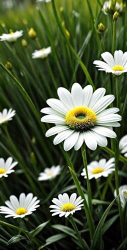 marguerite daisy,australian daisies,white daisies,oxeye daisy,daisy flowers,leucanthemum,wood daisy background,perennial daisy,ox-eye daisy,mayweed,daisy flower,shasta daisy,marguerite,the white chrysanthemum,leucanthemum maximum,common daisy,daisies,barberton daisies,camomile flower,meadow daisy