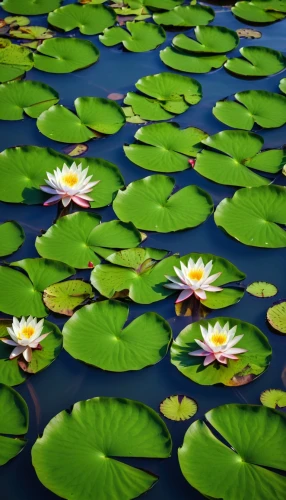 white water lilies,water lilies,lily pads,lotus on pond,lily pond,lily pad,water lotus,waterlily,lotuses,lotus pond,lotus flowers,water lily,pond flower,large water lily,pond lily,water lilly,white water lily,flower of water-lily,broadleaf pond lily,giant water lily,Photography,General,Realistic