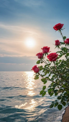 flower in sunset,landscape rose,flower background,sea carnations,splendor of flowers,background view nature,sun roses,red anemones,rosebush,blooming roses,climbing rose,rose bush,esperance roses,rose plant,noble roses,way of the roses,romantic rose,rose of sharon,yellow rose background,beach moonflower,Photography,General,Realistic