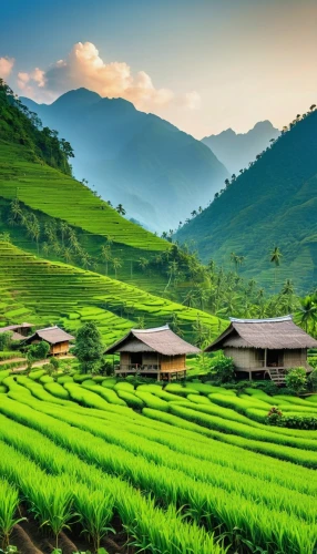 rice fields,rice terrace,rice field,rice paddies,rice terraces,ricefield,the rice field,paddy field,vietnam,rice cultivation,vietnam's,green landscape,yamada's rice fields,southeast asia,ha giang,thai herbs,vegetables landscape,tea plantations,vietnam vnd,tea field,Photography,General,Realistic