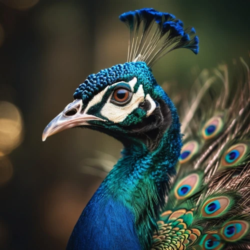 male peacock,peacock,blue peacock,peafowl,fairy peacock,peacock feathers,peacock eye,green jay,an ornamental bird,ornamental bird,cassowary,peacock feather,blue parrot,beautiful bird,exotic bird,pheasant,colorful birds,ring-necked pheasant,prince of wales feathers,gouldian,Photography,General,Cinematic