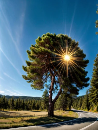 evergreen trees,temperate coniferous forest,singleleaf pine,pine tree,pine trees,coniferous forest,pine forest,fir forest,pine-tree,tropical and subtropical coniferous forests,spruce trees,oregon pine,background view nature,lodgepole pine,pinus,spruce tree,american pitch pine,sunburst background,landscape photography,bavarian forest