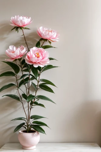 japanese camellia,chinese peony,pink lisianthus,peony pink,common peony,ikebana,wild peony,pink peony,camellia blossom,peony,tea flowers,camellias,peony bouquet,flowers png,artificial flower,japanese anemone,peonies,flower background,flower vases,paper flower background