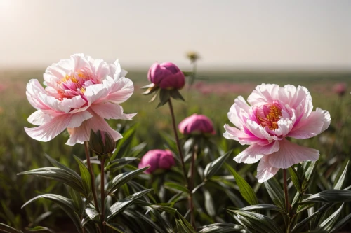 pink tulips,tulip background,pink lisianthus,turkestan tulip,two tulips,tulip flowers,tulip field,peonies,pink carnations,peony pink,common peony,wild tulips,tulips,pink tulip,tulipa,tulips field,pink peony,tulip festival,tulip fields,chinese peony