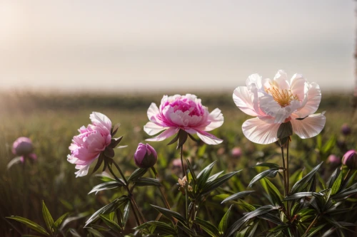 pink lisianthus,wild peony,pink tulips,tulip background,wild tulips,common peony,two tulips,pink tulip,peony pink,flower in sunset,pink moccasin flower,wild tulip,pink peony,tulipa,flower background,tulip flowers,peonies,lisianthus,pink poppy,floral digital background