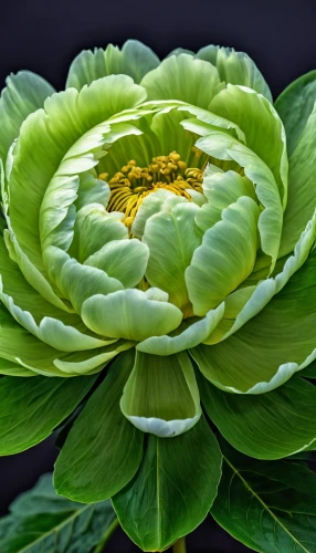 filled dahlia,dahlia white-green,large water lily,water lily leaf,nelumbo,dahlias bud,water lily flower,giant water lily,celestial chrysanthemum,green chrysanthemums,white water lily,siberian chrysanthemum,giant water lily bud,aeonium tabuliforme,water lily bud,cabbage leaves,flower of water-lily,ranunculus,garden dahlia,dahlia bloom,Photography,General,Realistic