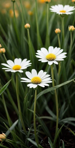 australian daisies,white daisies,leucanthemum,daisy flowers,marguerite daisy,mayweed,perennial daisy,shasta daisy,the white chrysanthemum,oxeye daisy,leucanthemum maximum,daisies,wood daisy background,daisy flower,camomile flower,white chrysanthemum,white chrysanthemums,ox-eye daisy,barberton daisies,argyranthemum frutescens