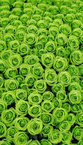 ranunculus,flora abstract scrolls,green wallpaper,patrol,fiddlehead fern,paper roses,paper flower background,fabric roses,cabbage leaves,cleanup,roses pattern,rosettes,defense,spiral background,brassica,aaa,pak-choi,chinese celery,flowers png,green folded paper,Photography,General,Realistic