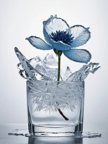 water flower,himilayan blue poppy,flower water,blue flower,water glass,blue rose,water forget me not,lily water,ice flowers,blue petals,bluebottle,water-the sword lily,water rose,distilled water,glass vase,still life photography,glass cup,flower of water-lily,blue chrysanthemum,absolut vodka,Photography,Fashion Photography,Fashion Photography 05