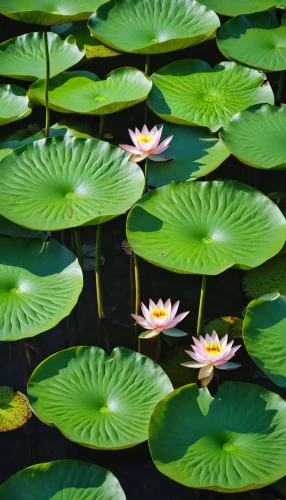 lotus on pond,lily pond,lotus pond,lotus leaves,water lilies,lily pads,water lotus,broadleaf pond lily,white water lilies,lotuses,waterlily,lotus flowers,lotus plants,pond lily,nymphaea,lilly pond,large water lily,water lily leaf,pond plants,pond flower,Photography,General,Realistic