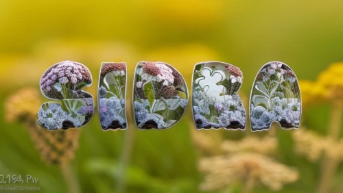 marbled white butterfly,fritillaria,wedding rings,stitchwort,diamond ring,meadow flowers,northern brown argus,colorful ring,brown argus,ring jewelry,titanium ring,wedding ring,macro extension tubes,butterfly floral,jewel beetles,fritillaria aurora,white grape hyacinths,flower of life,diamond rings,flowering meadow,Realistic,Flower,Yarrow