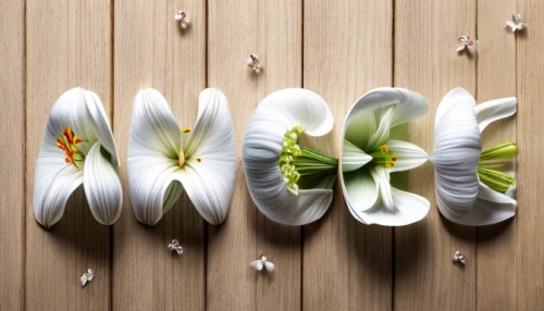 flower wall en,flowers png,lilium candidum,snowdrop anemones,easter lilies,tea flowers,bookmark with flowers,paper flower background,magnolia flowers,paper flowers,lilium formosanum,minimalist flowers,white magnolia,wood anemones,bulbous flowers,anemones,flower vases,white cosmos,japanese floral background,flower art,Realistic,Flower,Lily