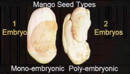 embryonic,seed,mantoo,aegle marmelos,monocotyledon,mango,seeds,embryo,marroni,ericaceae,almonds,magnoliaceae,mangifera,mitosis,macrocystis pyrifera,arrowroot family,epiano,sprouted seeds,isolated product image,multiseed