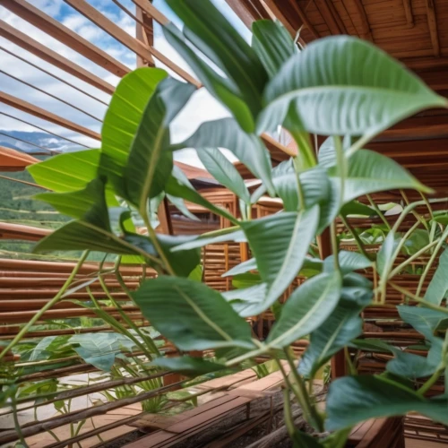 bamboo plants,bamboo curtain,bamboo frame,hahnenfu greenhouse,eco-construction,greenhouse effect,greenhouse cover,monstera,monstera deliciosa,plant tunnel,greenhouse,banana plant,sky ladder plant,balcony plants,blue leaf frame,climbing plant,hanging plants,balcony garden,leaf structure,roof structures,Photography,General,Realistic