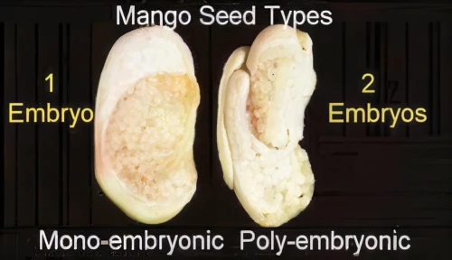 embryonic,mantoo,seed,aegle marmelos,mango,monocotyledon,embryo,mitosis,seeds,marroni,arrowroot family,mangifera,macrocystis pyrifera,ericaceae,almonds,magnoliaceae,meiosis,epiano,semolina,sprouted seeds