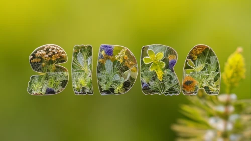 ribwort,medium quaking grass,glass signs of the zodiac,fiddlehead fern,macro extension tubes,dew on grass,decorative letters,clubmoss,bubbler,glass bead,grass seeds,blade of grass,blades of grass,green bubbles,dewdrop,hare tail grasses,bookmark with flowers,glass yard ornament,garden dew,macro world,Realistic,Flower,Yarrow