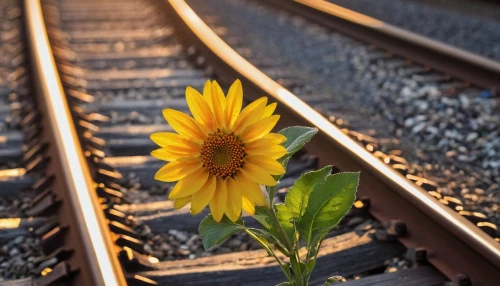 yellow rose on rail,small sun flower,flower in sunset,sun flower,yellow line,sunflower,sun flowers,stored sunflower,helianthus,erdsonne flower,railway track,train of thought,railroad,yellow flower,helianthus sunbelievable,helianthus occidentalis,yellow petals,railroad track,railway line,yellow gerbera,Photography,General,Natural