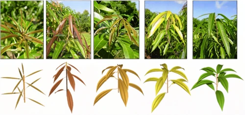 root crop,fodder plants,cereal cultivation,wheat crops,sorghum,plant pathology,triticale,barley cultivation,crop plant,wheat germ grass,forage corn,triticum durum,spikelets,panicle,left untreated,crops,amaranth family,phragmites australis,corn stalks,durum wheat