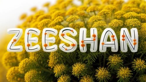 zeehan,beebalm,siberian chrysanthemum,cd cover,afghani,arshan,yellow chrysanthemum,logo header,manakish,zigzag background,central tien shan,easter egg sorbian,logotype,yellow chrysanthemums,iranian nowruz,zoom background,gradient mesh,celestial chrysanthemum,xerochrysum bracteatumm,z,Realistic,Flower,Yarrow