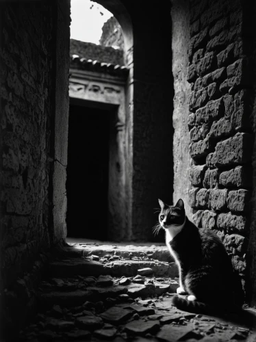 cat greece,vintage cat,chinese pastoral cat,aegean cat,lubitel 2,cat european,blackandwhitephotography,street cat,the cat,alley cat,monochrome photography,stray cat,ibn tulun,catacombs,herculaneum,inca,karnak,cat image,cat resting,feral cat,Photography,Black and white photography,Black and White Photography 01