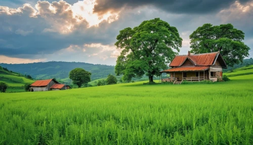 green landscape,home landscape,meadow landscape,rural landscape,landscape background,farm landscape,farm background,countryside,lonely house,beautiful landscape,rice fields,background view nature,nature landscape,ricefield,house in mountains,rice field,green meadow,landscape photography,green fields,roof landscape,Photography,General,Realistic